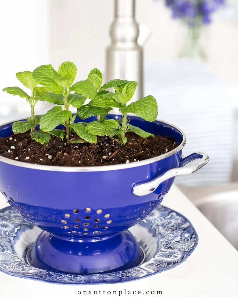 Indoor Herb Garden