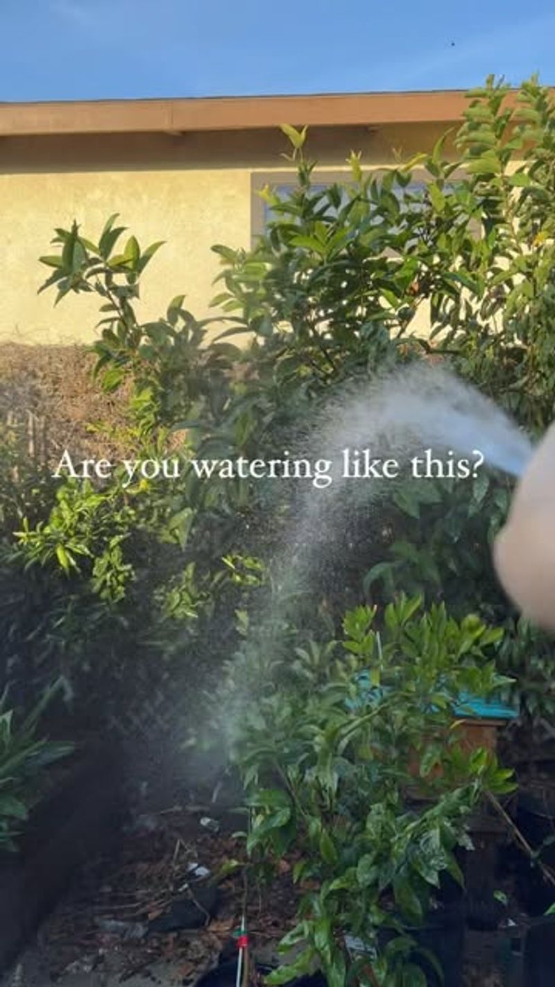 Improper Watering Techniques