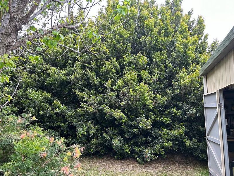 Overgrown Shrubs and Hedges