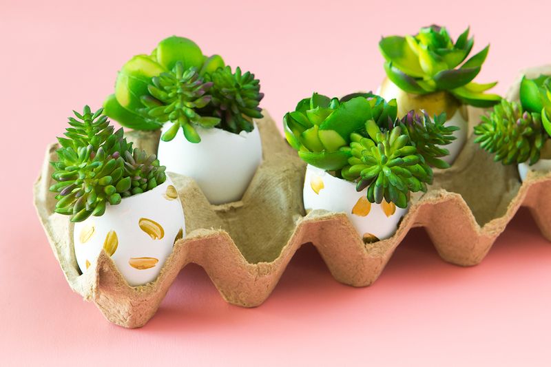 Eggshell Planters with Succulents