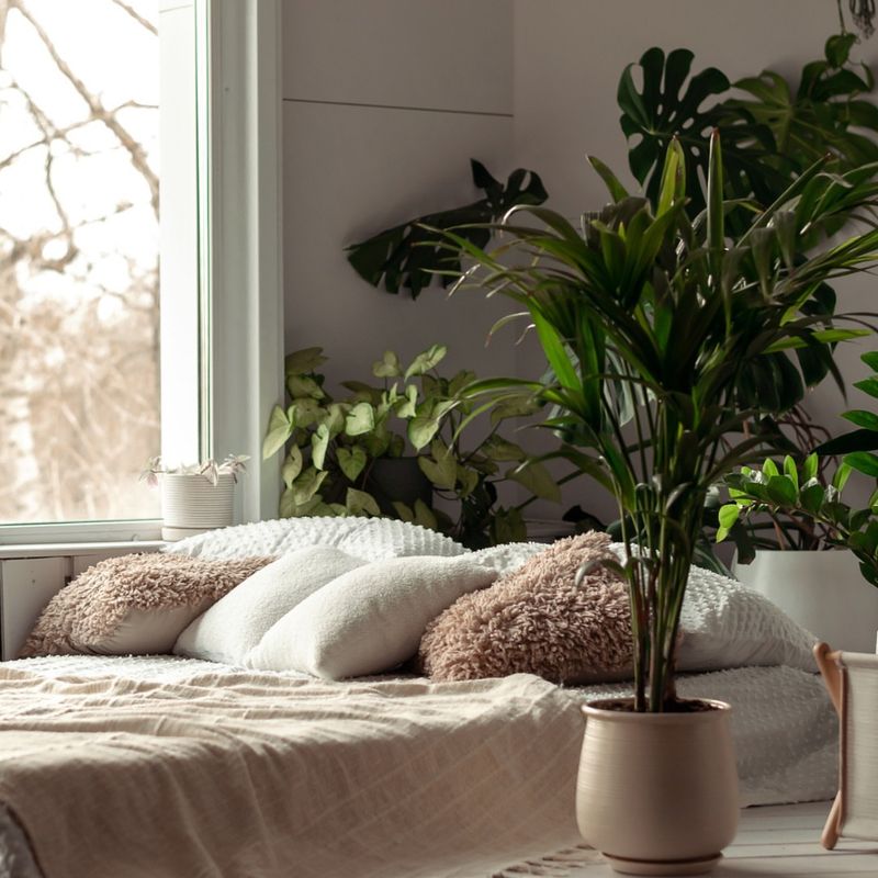 Indoor Plants