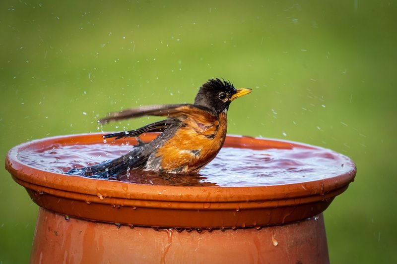 Cracked Birdbaths