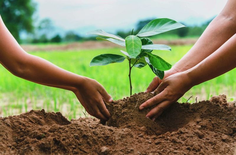 Planting a Tree