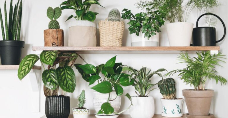16 Feng Shui Houseplant Decorating Mistakes Practitioners Want to Warn You Against