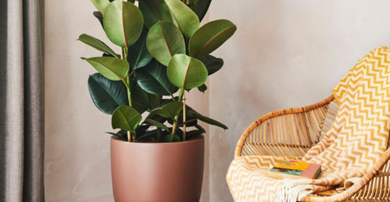 17 Houseplants That Will Up Your Feng Shui Game