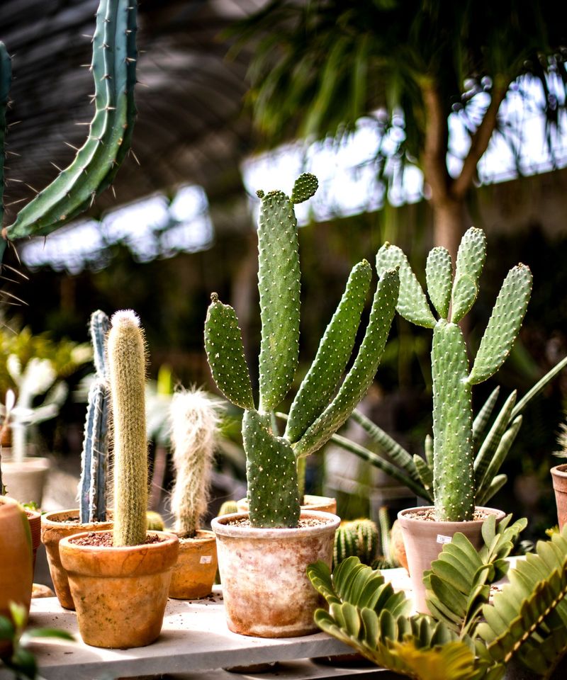 Spiky Cacti and Thorny Plants