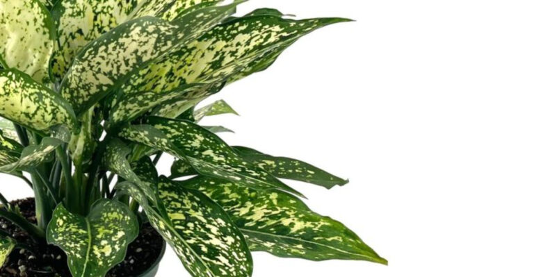 8 Houseplants You Should Never Place In Your Entryway, According To Feng Shui And Interior Designers (And Which Ones To Use Instead)