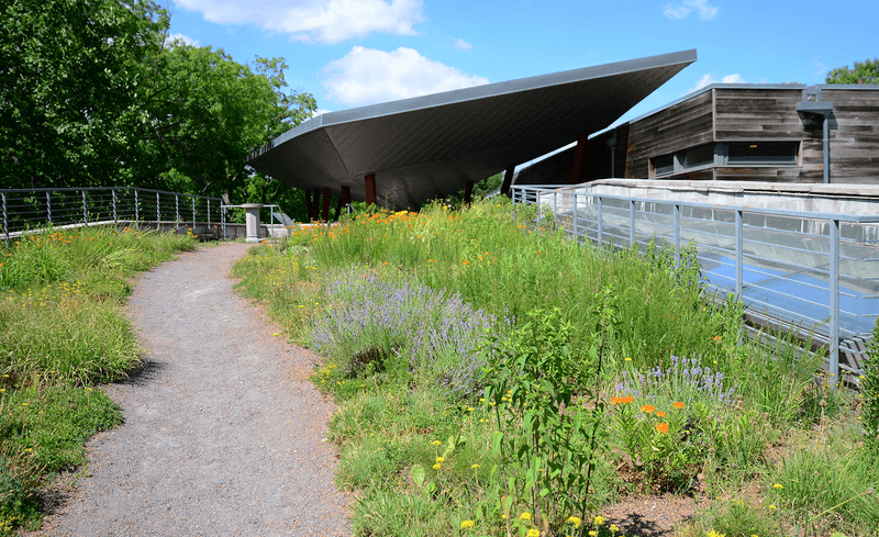 Native, Low-Water Plants