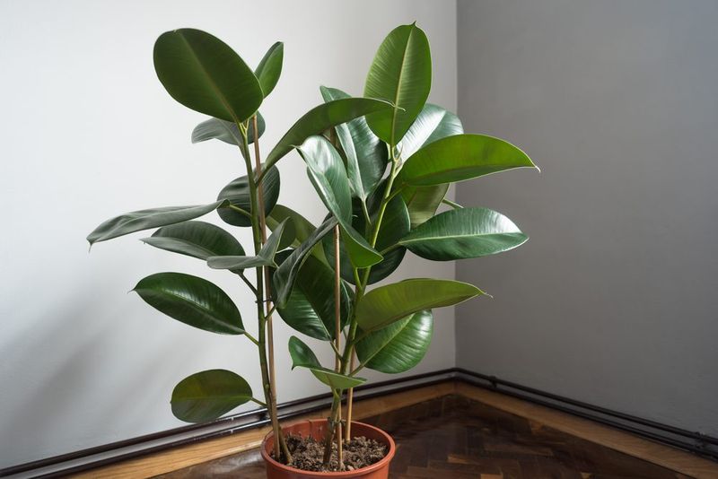 Large-Leafed Plants in Small Entryways