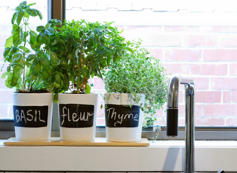 Small Potted Herb