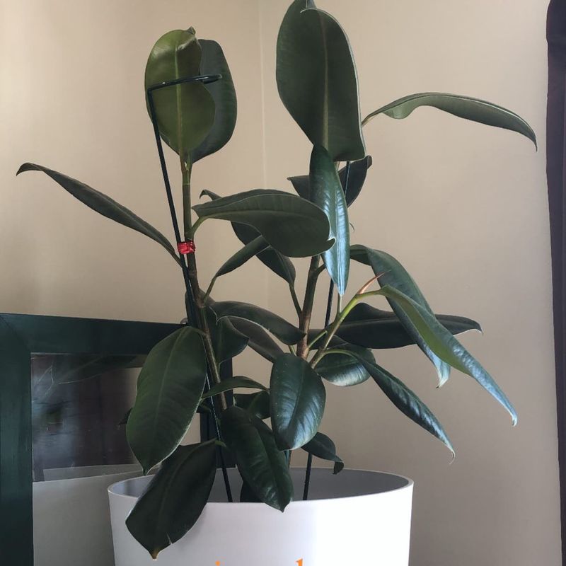 Rubber Plant (Ficus Elastica)