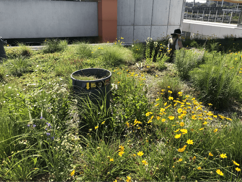 Create A Habitat For Pollinators By Planting Flowering Plants