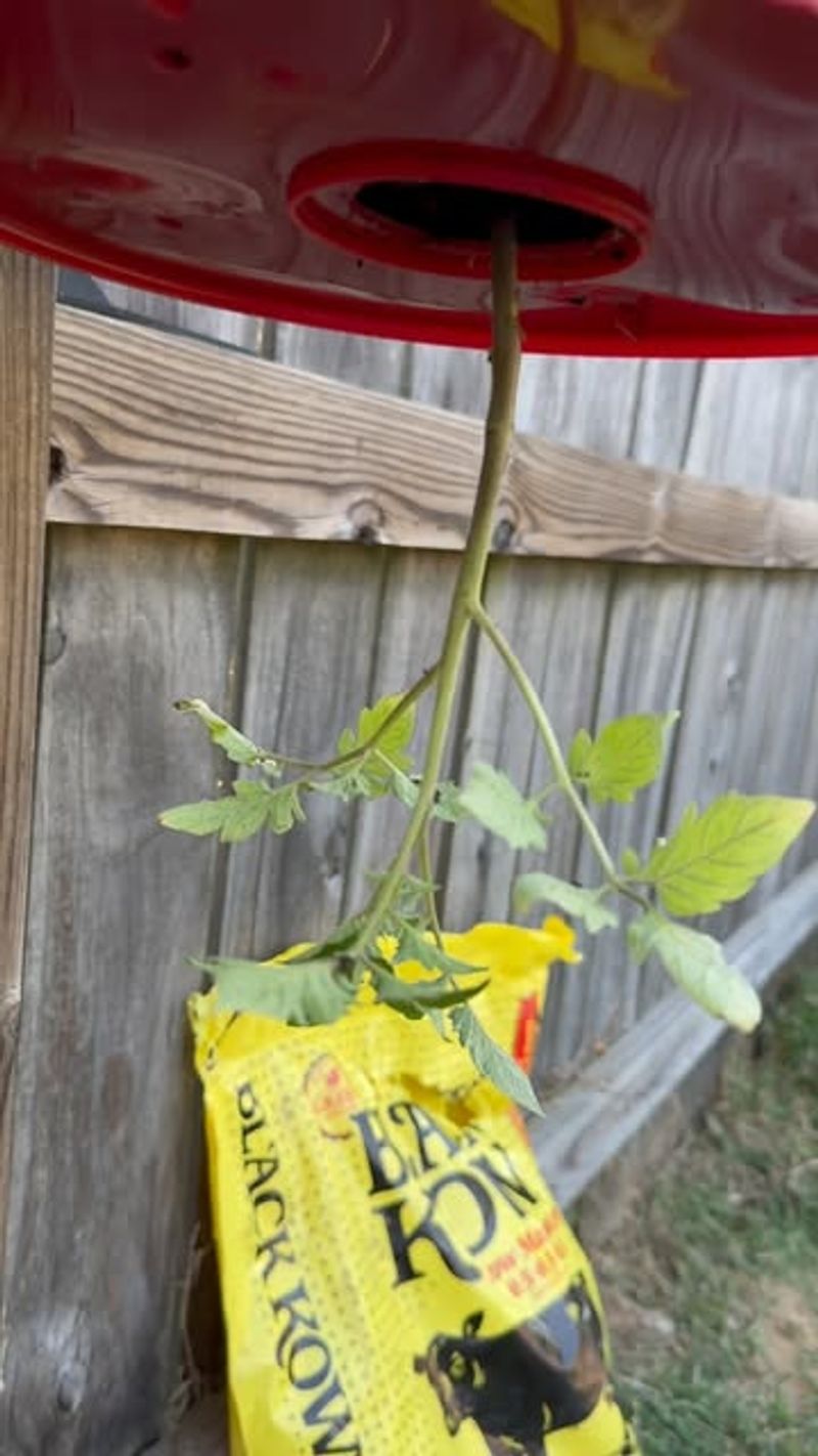 Upside-Down Tomato Planters