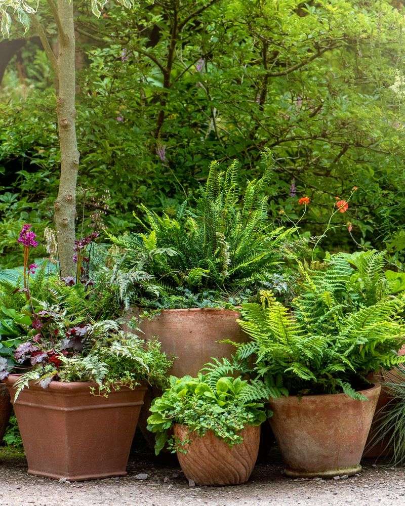 Container Gardening