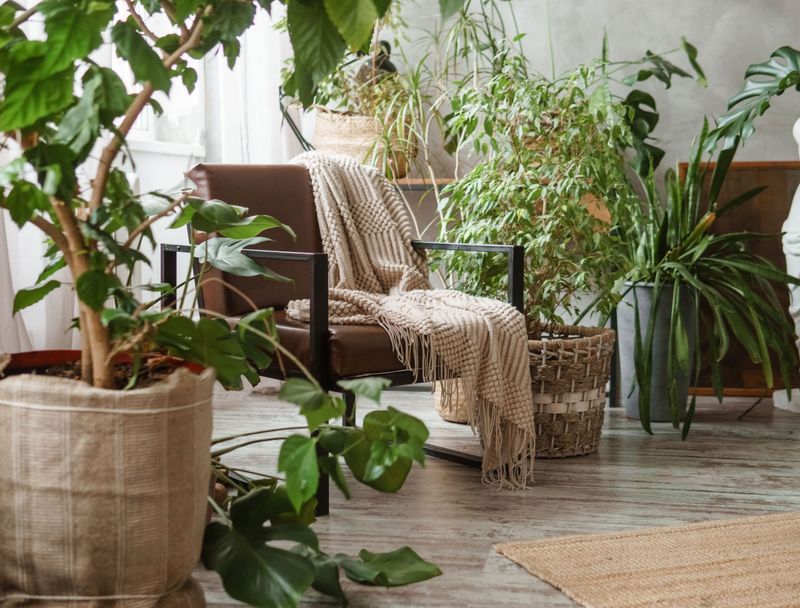 Indoor Plant Clustering