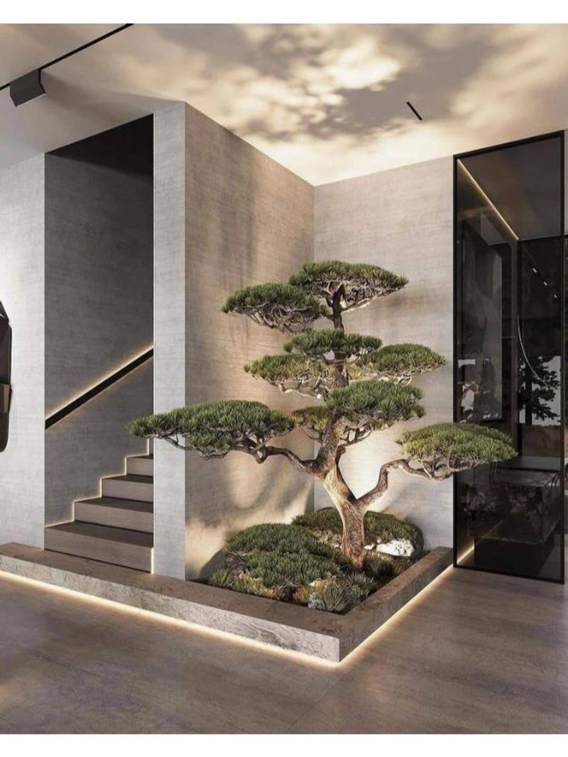 Bonsai Trees