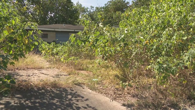 Overgrown Landscaping 