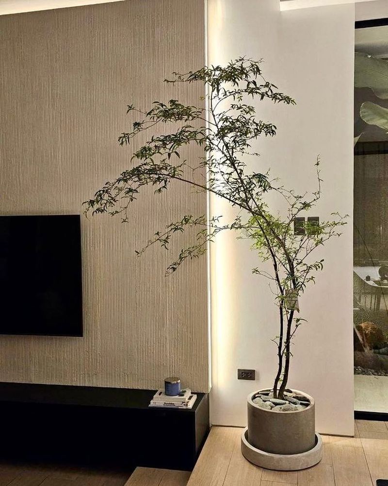 Indoor Plants