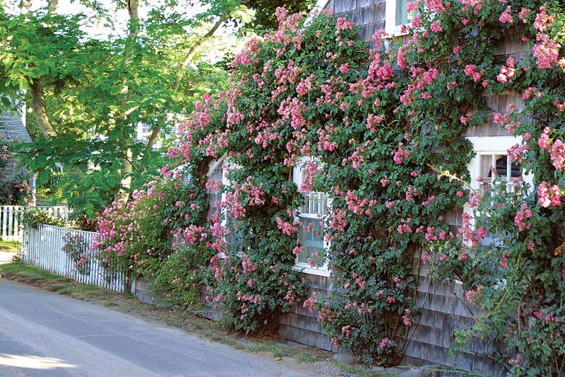 Overgrown Rose Garden