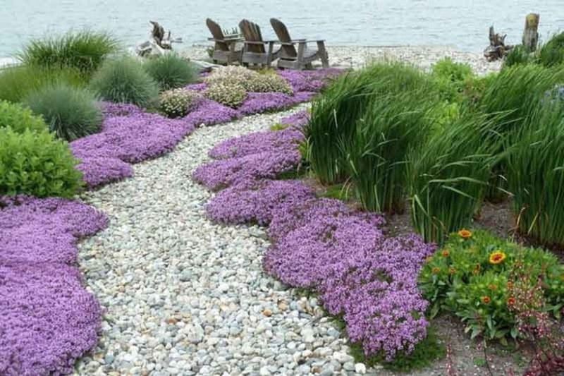 Ground Cover Plants
