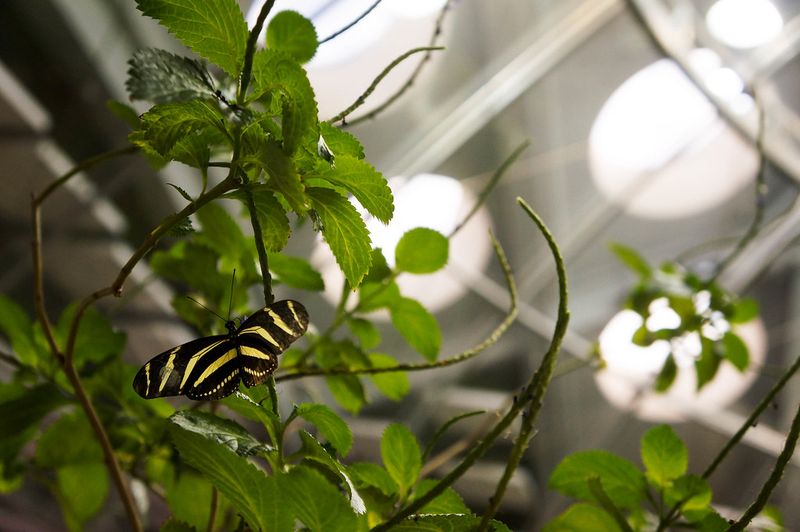 Ensure The Green Roof Has Accessible Pathways For Insects And Small Animals