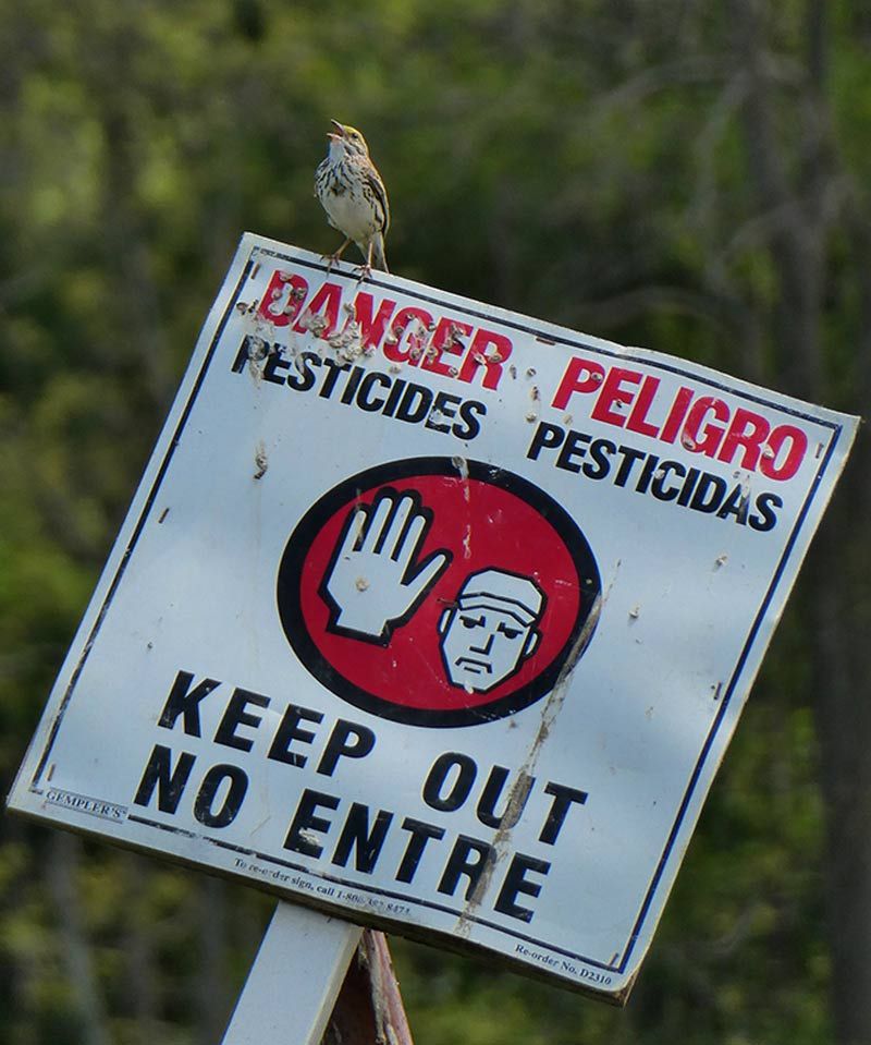 Using Synthetic Chemicals Or Pesticides On The Green Roof