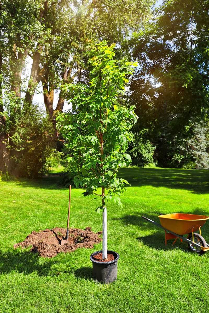 Mature Tree Transplanting