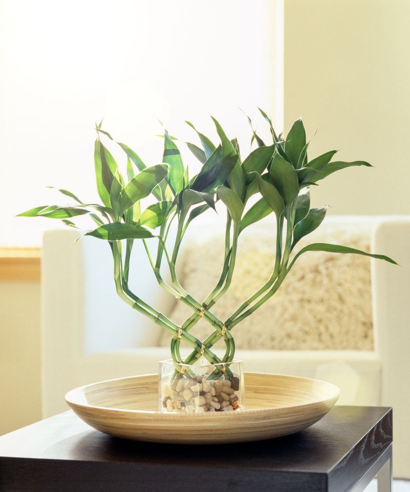 Lucky Bamboo (Dracaena Sanderiana)