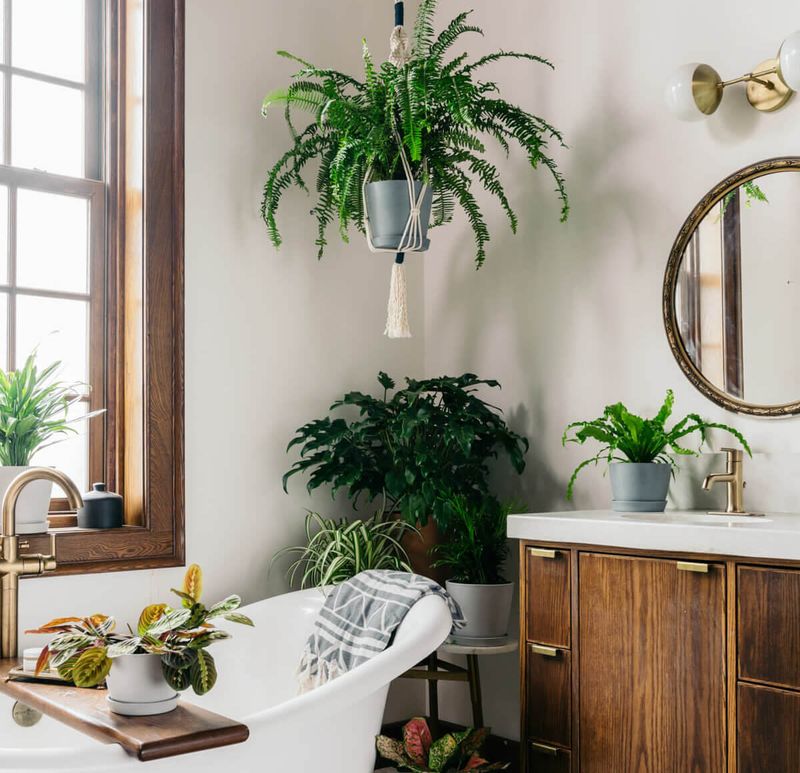High-Maintenance Plants In Bathrooms