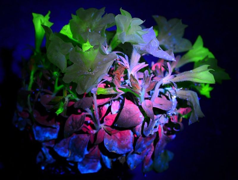 Bioluminescent Lighting