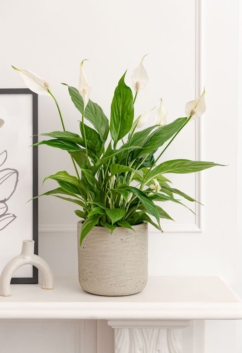 Peace Lily (Spathiphyllum)