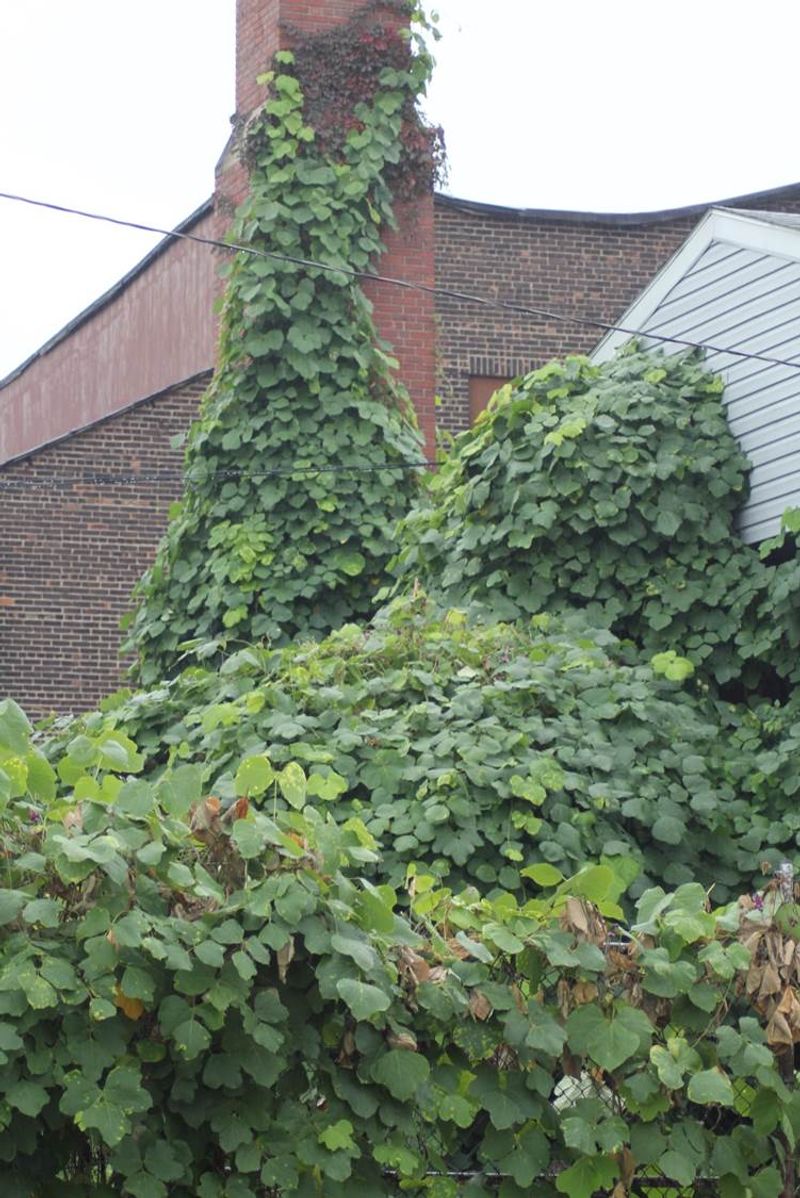 Choosing Plants That Are Invasive Or Disruptive To Local Ecosystems