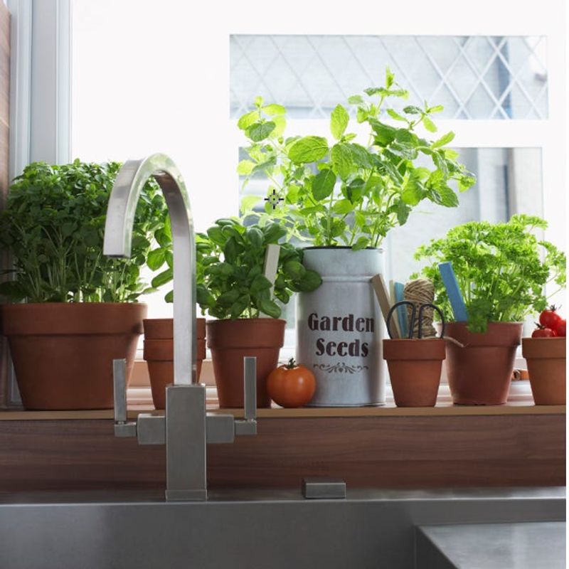 Indoor Herb Gardens Going Strong