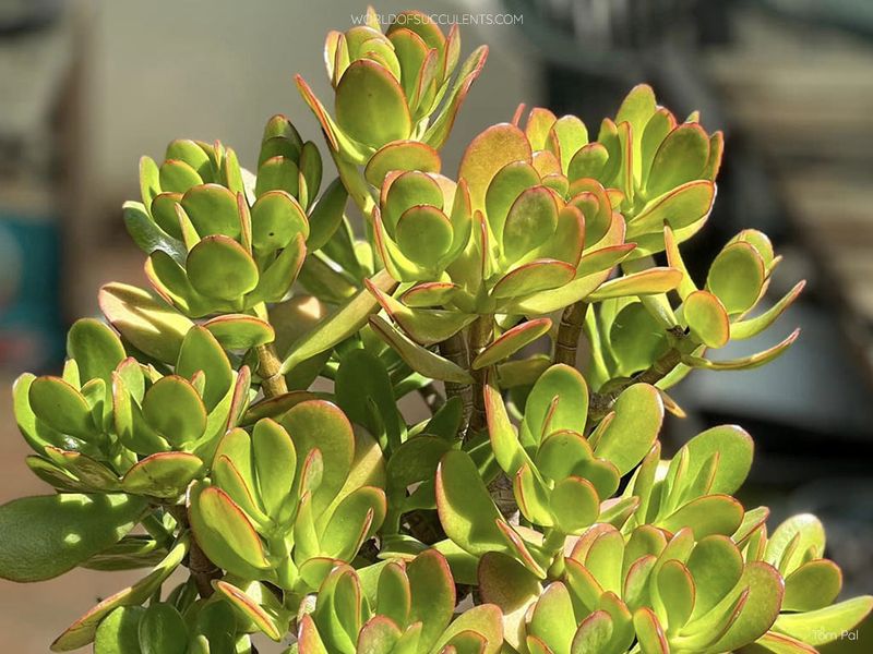 Jade Plant (Crassula Ovata)