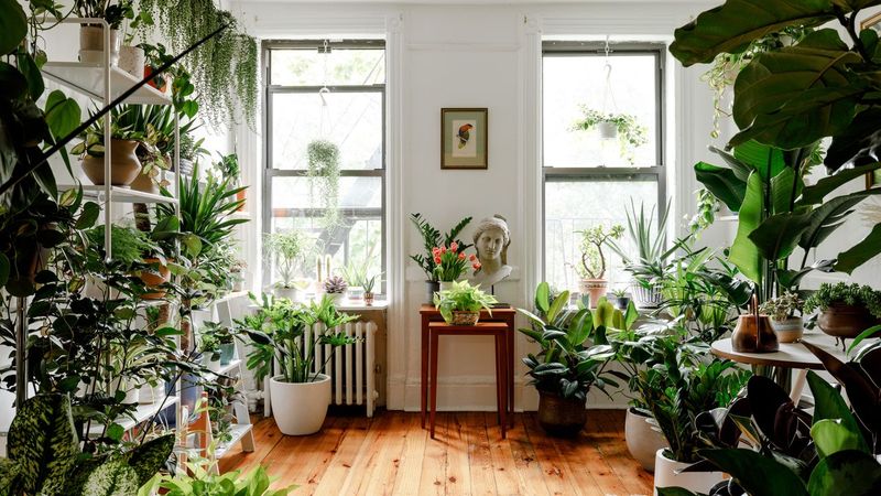 Indoor Plants