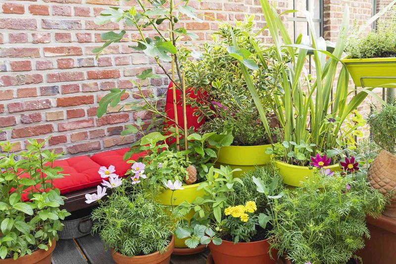 Overcrowded Plant Collections