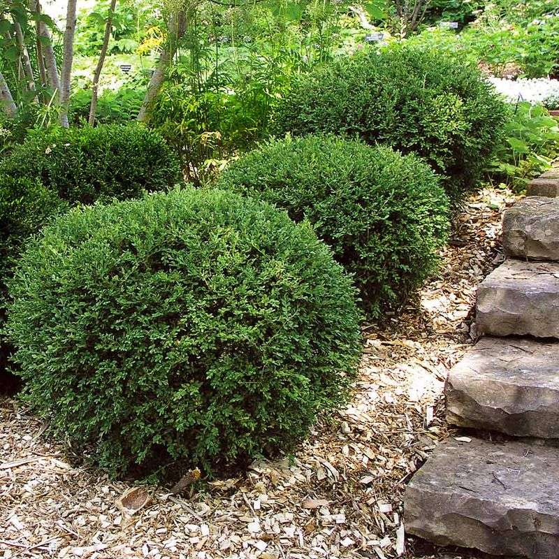 Slow-Growing Shrubs