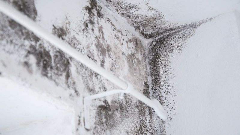 Mold And Mildew 