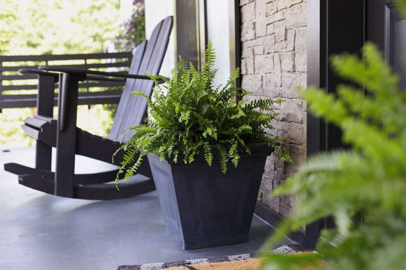 Potted Plants