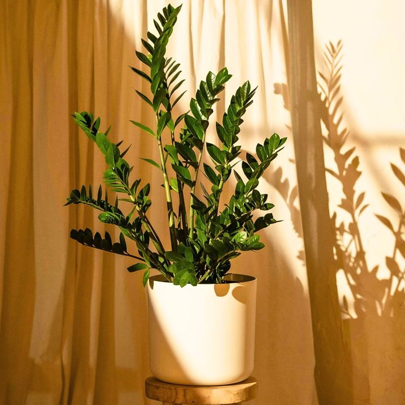 ZZ Plant (Zamioculcas Zamiifolia)