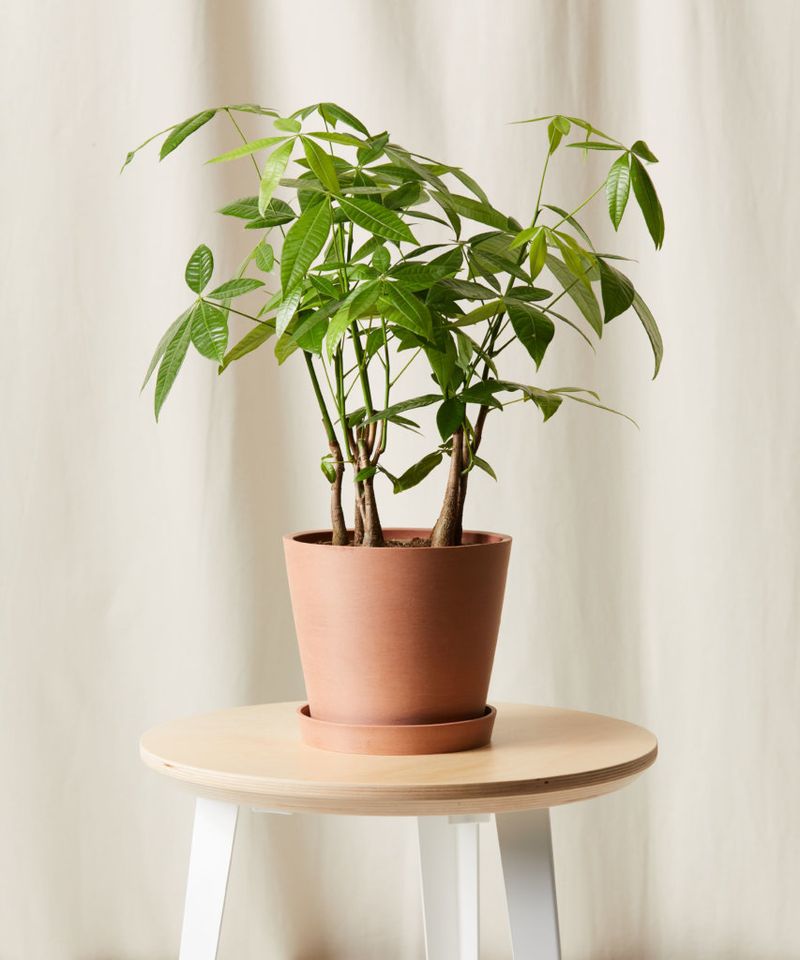 Money Tree (Pachira Aquatica)