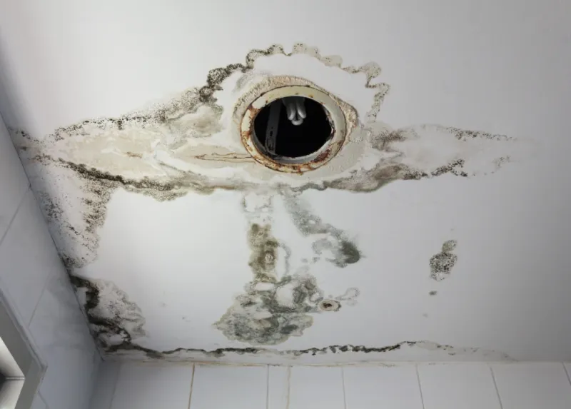 Moldy, Water-Stained Ceilings