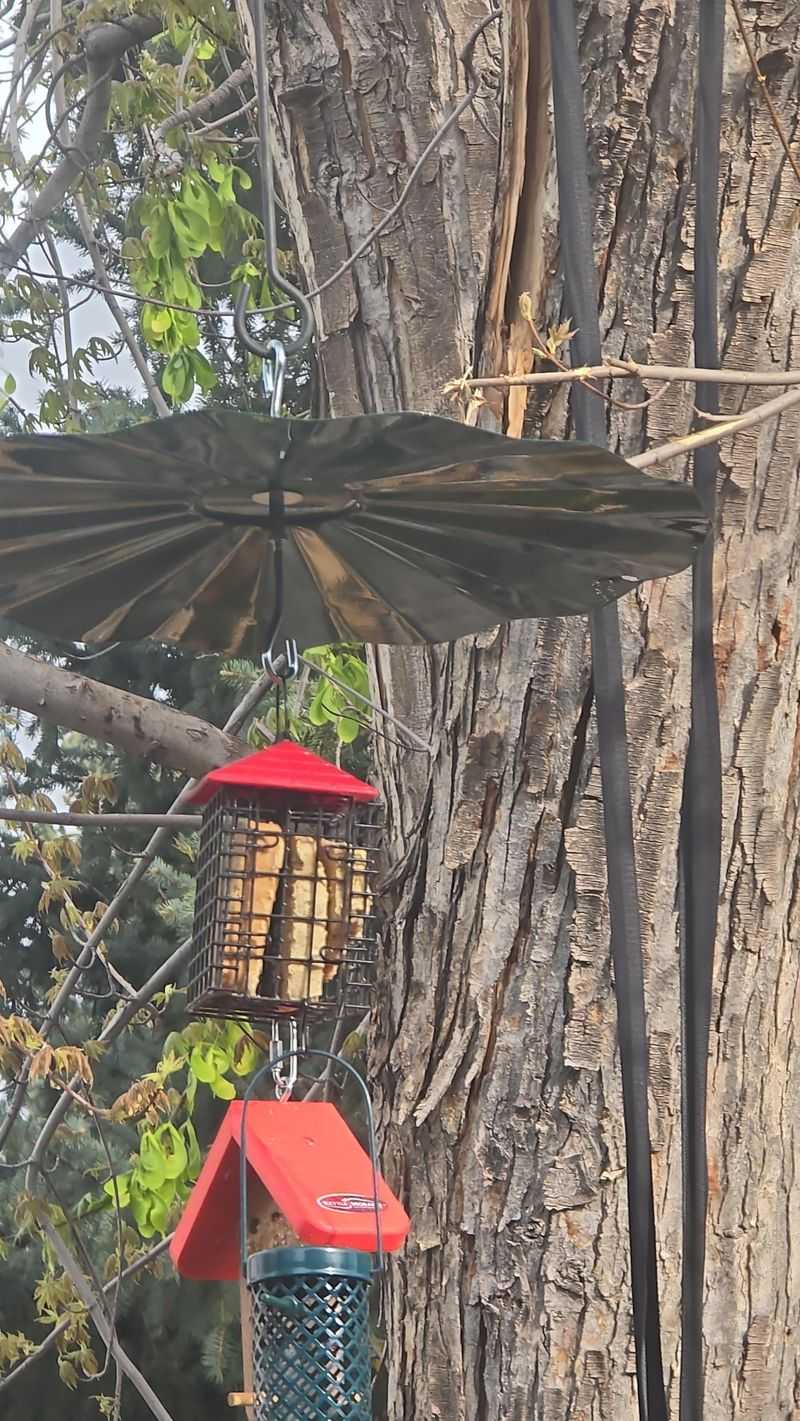 Empty Bird Feeders
