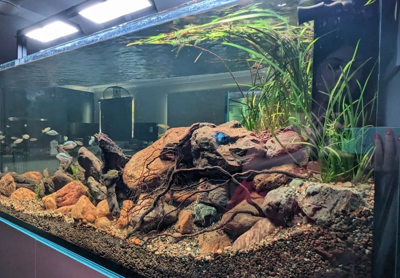 Water-Cleaning Aquariums