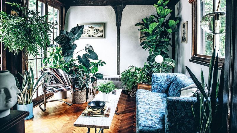 Houseplants Galore