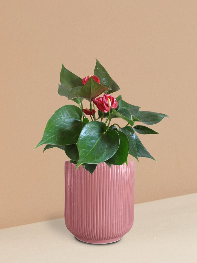 Anthurium (Flamingo Flower)