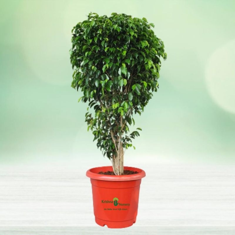 Weeping Fig (Ficus benjamina)