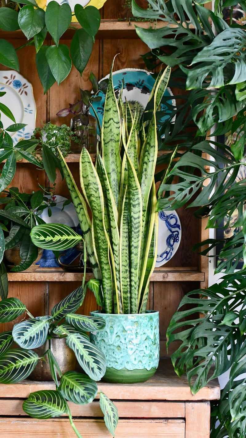Houseplants That Refuse to Die