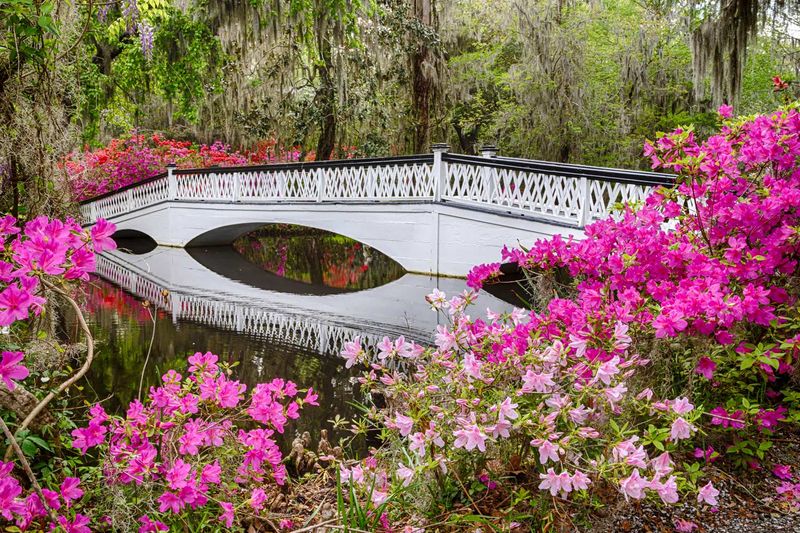 Magnolia Plantation – Charleston, South Carolina
