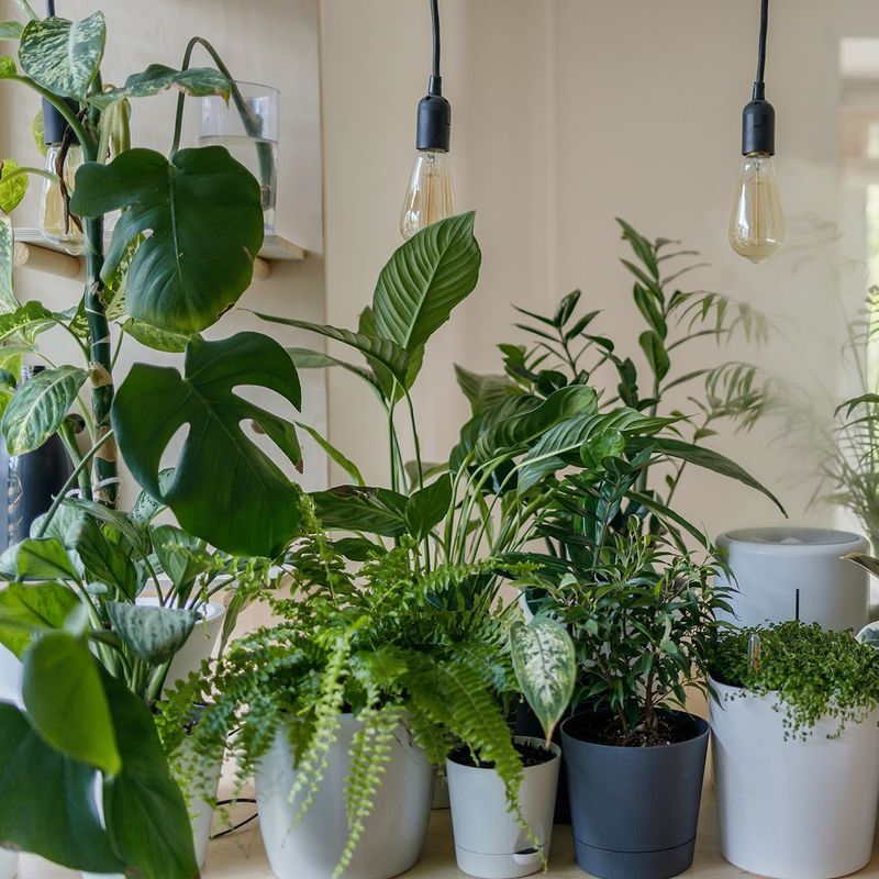 Plants That Drop Debris or Have Strong Scents